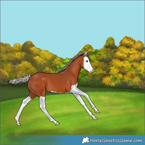 Horse Color:Silver Bay Splash 