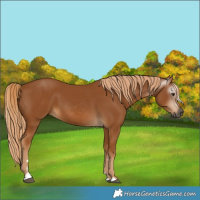 Horse Color:Gray Chestnut 
