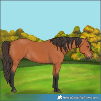 Horse Color:Bay 