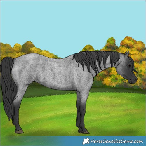 Horse Color:Blue Roan
