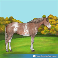 Horse Color:White Spotted Chestnut Sabino