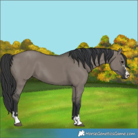Horse Color:Grullo 
