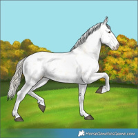 Horse Color:Palomino Sabino