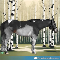 Horse Color:Gray White Spotted Brown Tobiano 