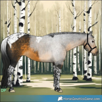 Horse Color:Gray Buckskin Tobiano 