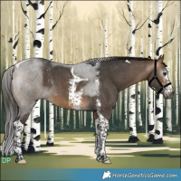 Horse Color:Gray Buckskin Sabino Tobiano