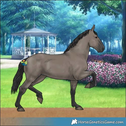 Horse Color:Grullo 