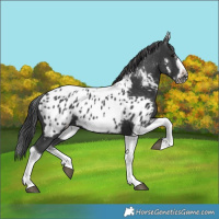 Horse Color:White Spotted Black Splash Tobiano Frame Appaloosa 