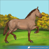 Horse Color:Red Dun 