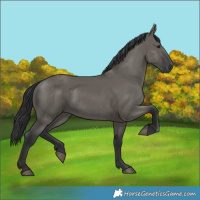 Horse Color:Grullo 