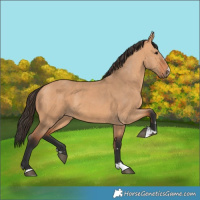 Horse Color:Bay Dun