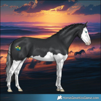 Horse Color:Black Splash 