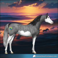 Horse Color:Blue Roan Splash 
