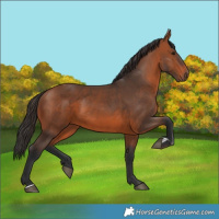 Horse Color:Bay 