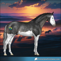 Horse Color:Gray Black Splash Rabicano 