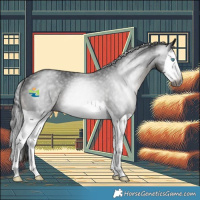 Horse Color:Gray Black Splash Rabicano 