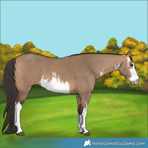 Horse Color:White Spotted Bay Dun 