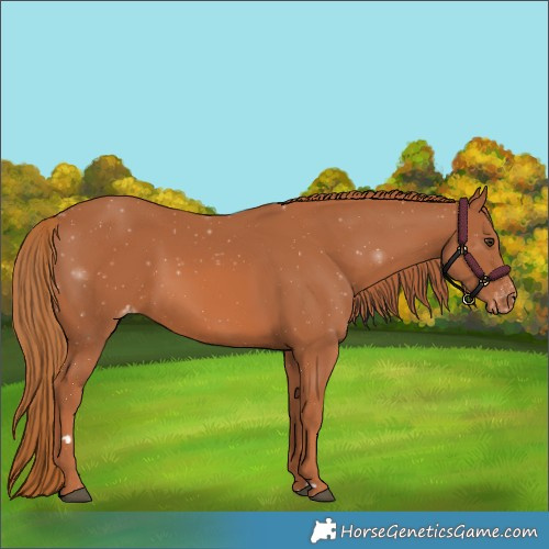 Horse Color:Chestnut Appaloosa 