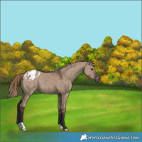 Horse Color:Liver Red Dun Appaloosa Brindle