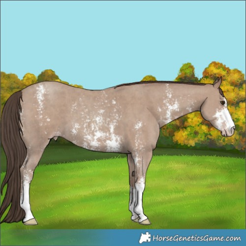 Horse Color:Classic Champagne Sabino 