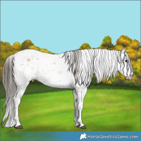 Horse Color:Bay Sabino 