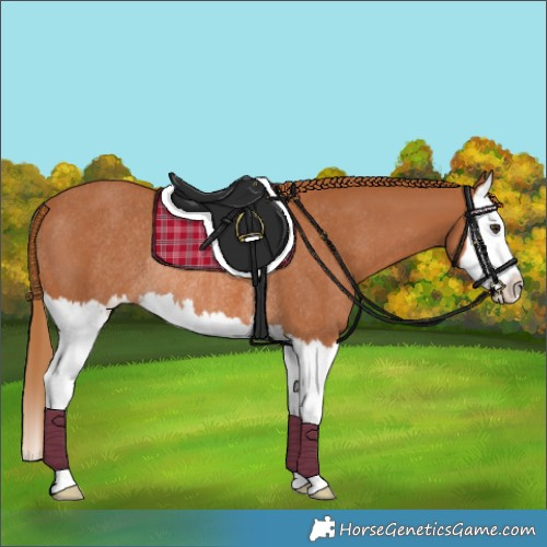 Horse Color:Chestnut Splash Rabicano 