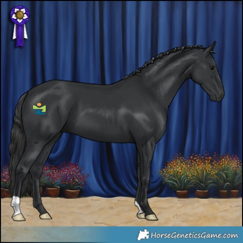 Horse Color:Black 