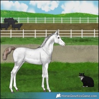 Horse Color:Chestnut Sabino 