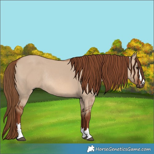 Horse Color:Red Dun Rabicano 
