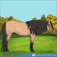 Horse Color:Bay Dun