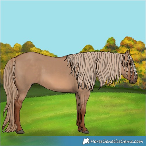 Horse Color:Red Dun 