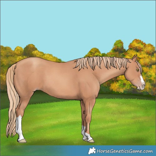 Horse Color:Gold Champagne Splash Tobiano 
