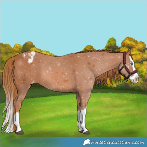 Horse Color:Chestnut Splash Appaloosa 