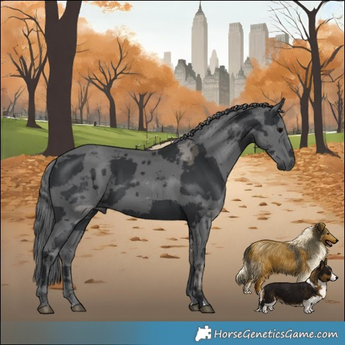 Horse Color:Black Merle