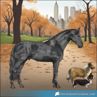 Horse Color:Black Merle