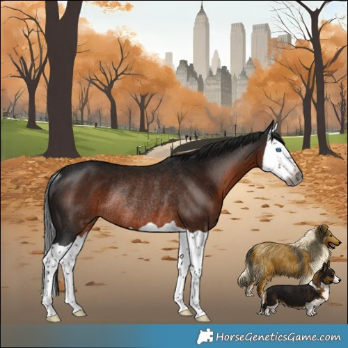 Horse Color:Gray Brown Splash Rabicano