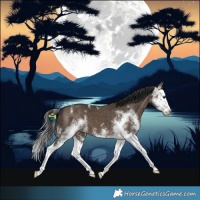 Horse Color:Brown Dun Sabino Splash 