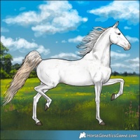 Horse Color:Chestnut Sabino 