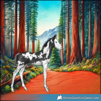 Horse Color:White Spotted Black Splash 