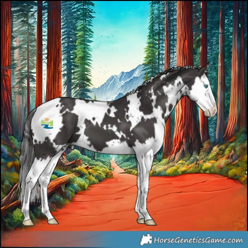 Horse Color:White Spotted Smoky Black Splash 