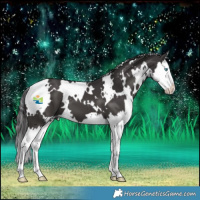 Horse Color:White Spotted Smoky Black Splash 