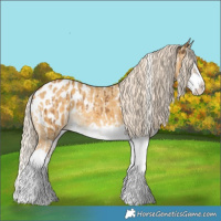 Horse Color:Chocolate Palomino Splash Tobiano Appaloosa  and Palomino Dun Splash Appaloosa Brindle 