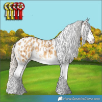 Horse Color:Chocolate Palomino Splash Tobiano Appaloosa and Palomino Dun Splash Appaloosa Brindle