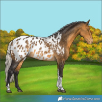 Horse Color:Silver Buckskin Tobiano Near Leopard