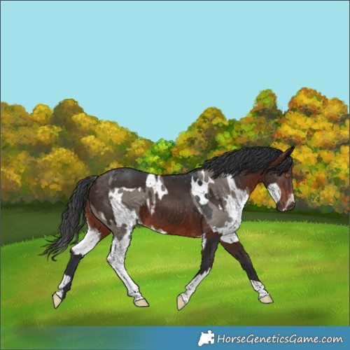 Horse Color:White Spotted Grullo Splash and Brown