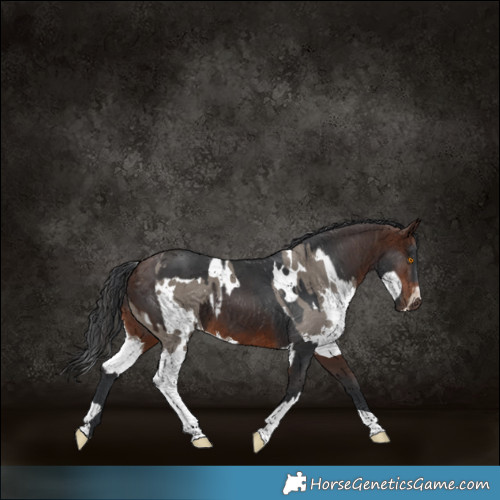 Horse Color:White Spotted Grullo Splash  and Brown 