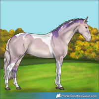 Horse Color:Watercolor Silver Brown Dun Tobiano Varnish 
