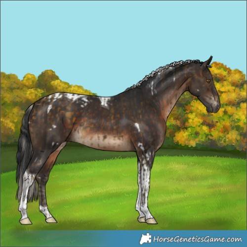 Horse Color:White Spotted Silver Buckskin Tobiano Rabicano  and Brown Tobiano Rabicano 