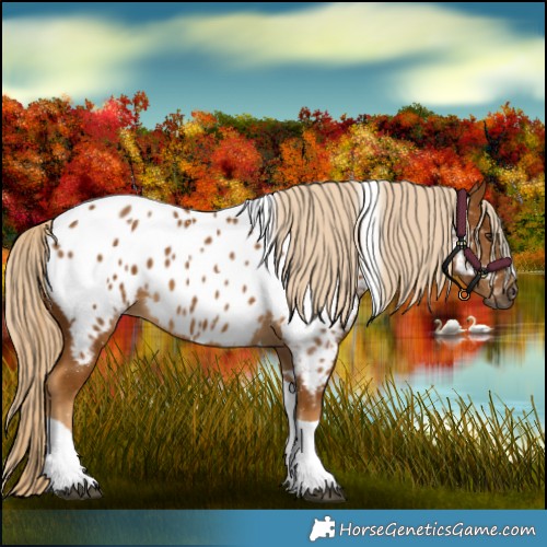 Horse Color:Gray Palomino Tobiano Near Leopard 