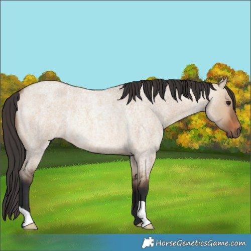 Horse Color:Bay Roan Dun Rabicano 